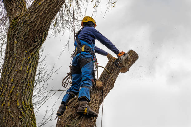 The Steps Involved in Our Tree Care Process in New Hope, AL